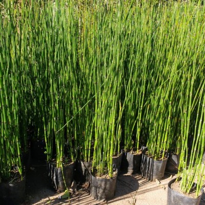 Equisetum "Cola de Caballo"